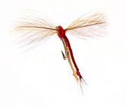 Vulgata Spinner