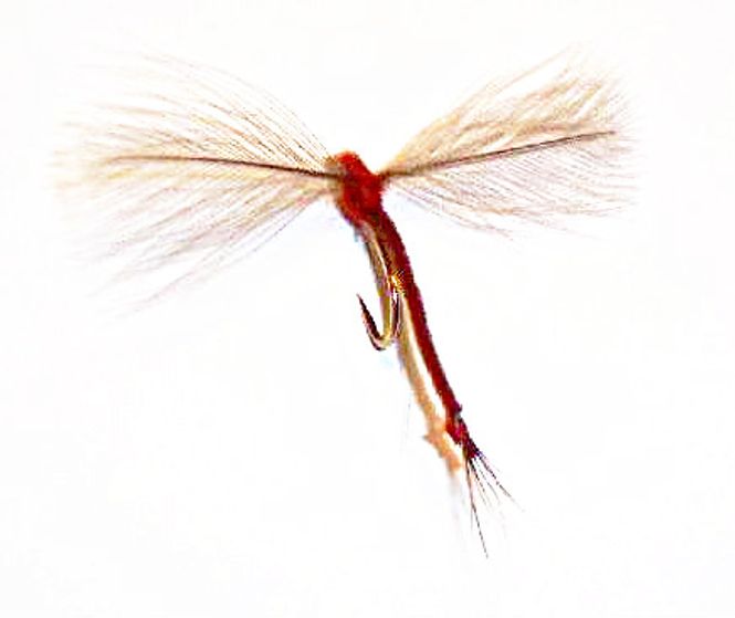 Hovedbilde Vulgata Spinner