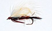 Vulgata klekker