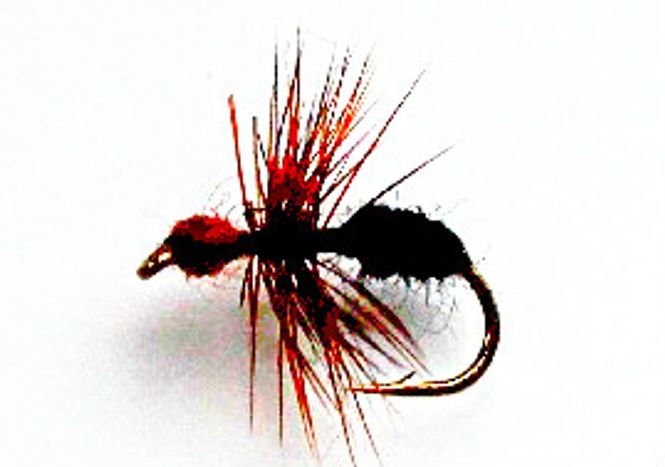 Hovedbilde Skogsmaur